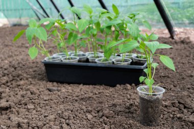 Tek kullanımlık fincanların içinde salamura fidanlar bahçede yerde duruyor. Toprağa biber tohumları ekiyorum..