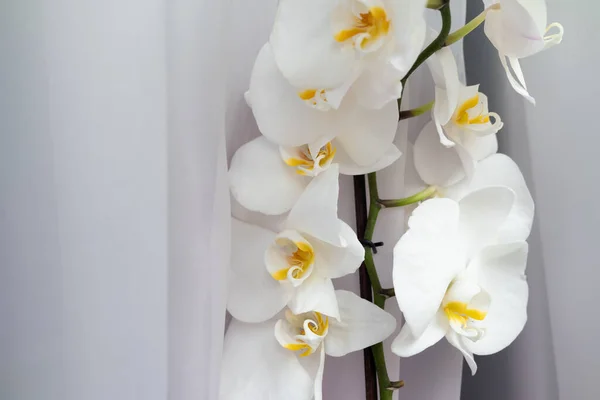 White Beautiful Delicate Orchid Background White Curtain Window Close White — Stock Photo, Image