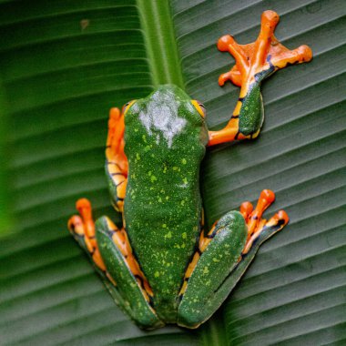 Kosta Rika 'da Tropikal Kurbağa
