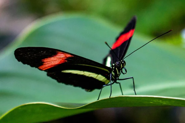 Black and red butterfly over a leave with thong outside
