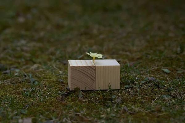 Dřevěné Bloky Prázdným Místem Nich Které Mohou Být Použity Jako — Stock fotografie