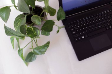 Beyaz arkaplanı olan bir masanın üzerinde duran bilgisayar ve bitkinin havadan görüntüsü