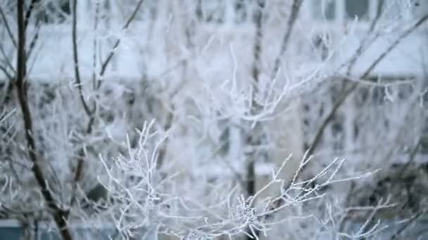 Vítr v zimě — Stock video