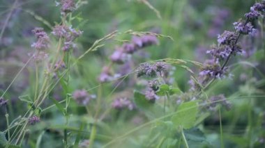 bir yaz'ın bahçesinde mor çiçekler