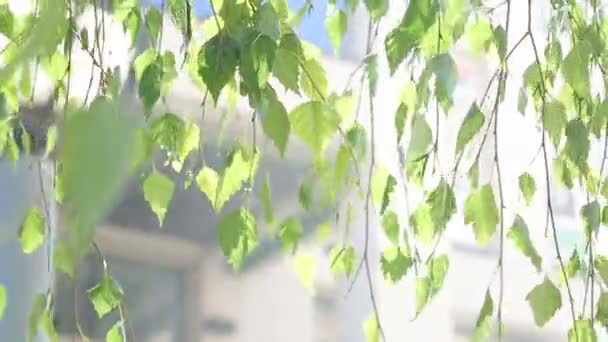 Hojas de abedul verde en el viento en verano — Vídeos de Stock