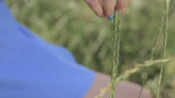 Female hand touches the spikelets — Stock Video