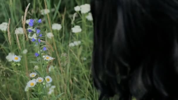 Mädchen sammelt Gänseblümchen in einem Strauß — Stockvideo