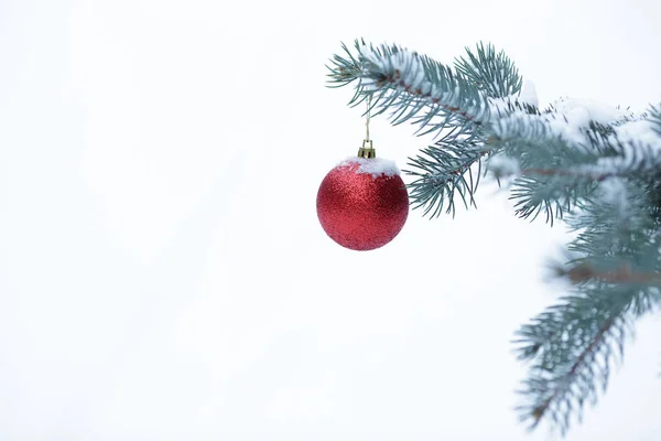 Kerstmis bal met pine branch — Stockfoto