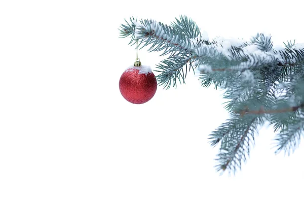 Bola de Navidad con rama de pino —  Fotos de Stock