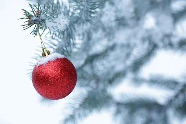 Vánoční koule s větví borovice — Stock fotografie