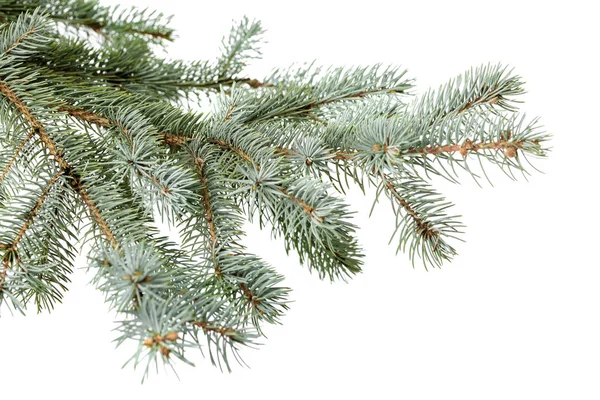 Green fir branch — Stock Photo, Image