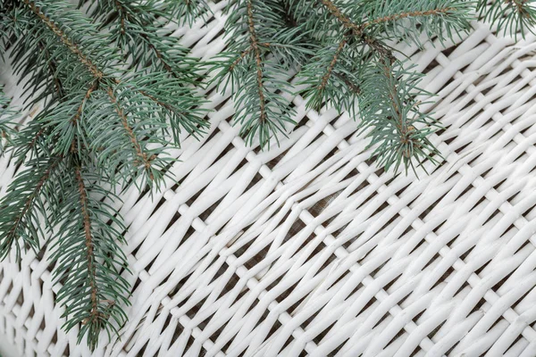 Green fir branch for christmas — Stock Photo, Image