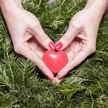 Çam dalları üzerinde kalpli eller. Sevgililer günü.
