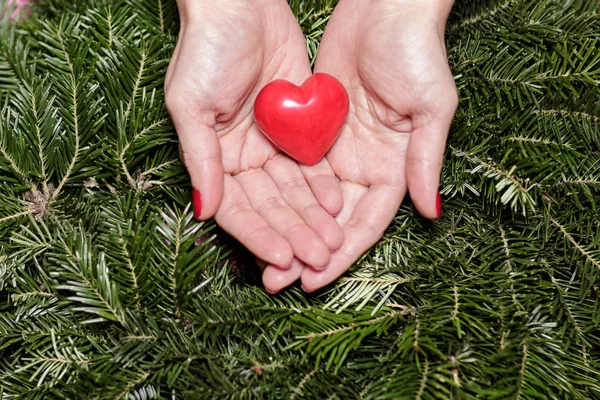 モミの枝の心と女性の手。バレンタインの日. — ストック写真