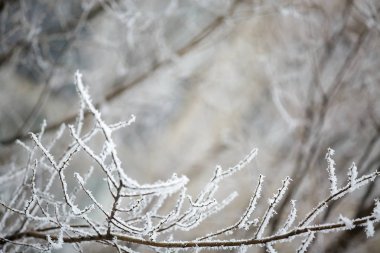 Hoarfrost ağaçların dallarında kış