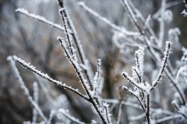Hoarfrost ağaçların dallarında kış
