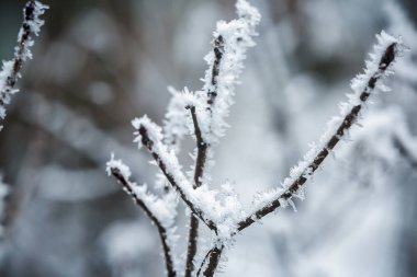 Hoarfrost ağaçların dallarında kış