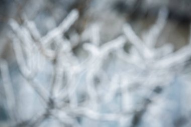 Noel arka plan, ağaçlar Frost. bulanık