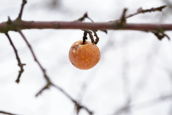 Çürük elma dalda asılı kış günü. Dondurulmuş elma — Stok fotoğraf