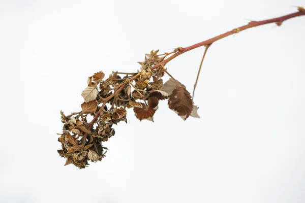 Dried leaves.  flowers in winter. — Stock Photo, Image