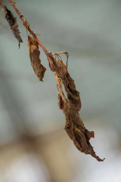 Feuilles séchées. fleurs en hiver . — Photo