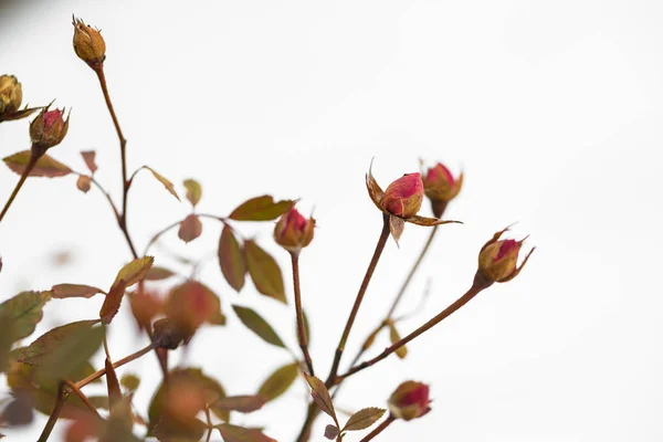 Las yemas de las rosas sobre la nieve de fondo. invierno y flores — Foto de Stock