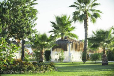 Palmiye ağaçları yeşil çimenlerin üzerinde