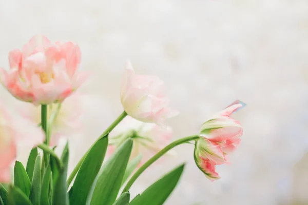 Bouquet de tulipes roses sur fond clair. fond de printemps — Photo