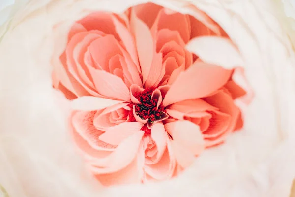 Крупним планом м'яка рожева квітка. весняний фон — стокове фото