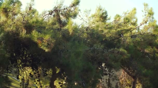 Çamın dalları yaz günde sallanan koniler ile — Stok video
