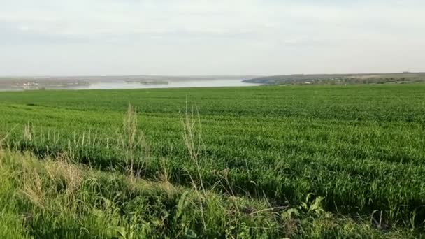 Зеленое пшеничное поле и голубое небо — стоковое видео