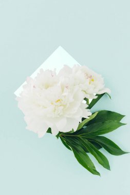 mavi zemin üzerine beyaz peonies buket