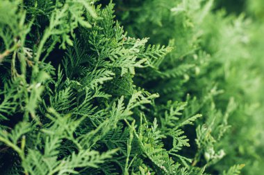 Yeşil dallar ardıç. Doğal arka plan