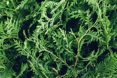 Yeşil dallar ardıç. Doğal arka plan