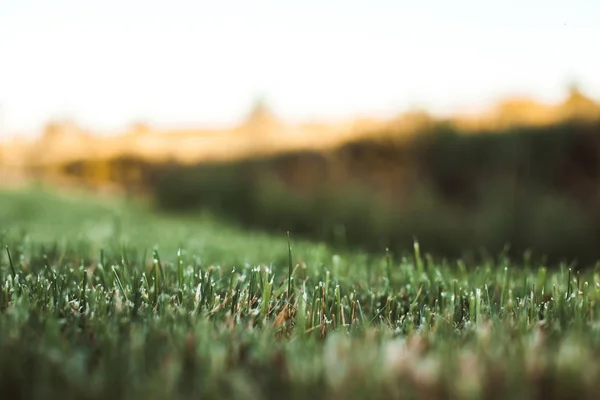 Зеленый травяной фон с выборочным фокусом — стоковое фото
