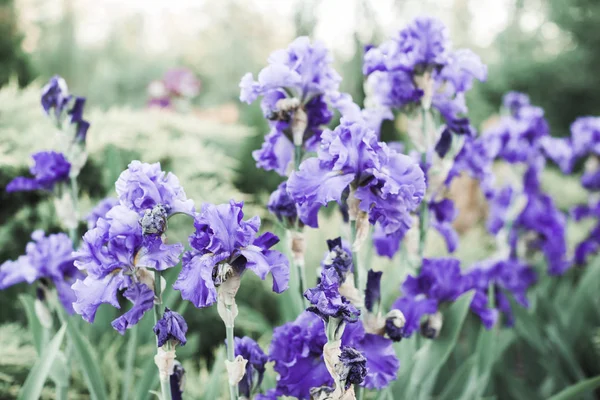 Krásná lila iris květ — Stock fotografie