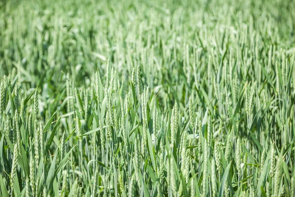 Зеленое пшеничное поле в солнечный летний день — стоковое фото