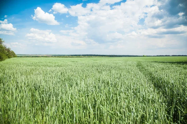 Green wheat field on sunny summer day — Stock Photo, Image