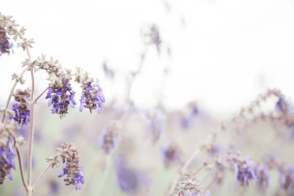 日当たりの良い夏の日に美しいライラックの野の花 — ストック写真