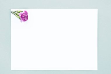 düz yatıyordu çiçek ve mavi arka plan, üstten görünüm boş bir beyaz kağıda. yukarı alay