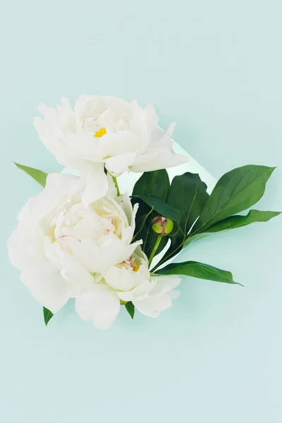 Bouquet of white peonies on blue background — Stock Photo, Image