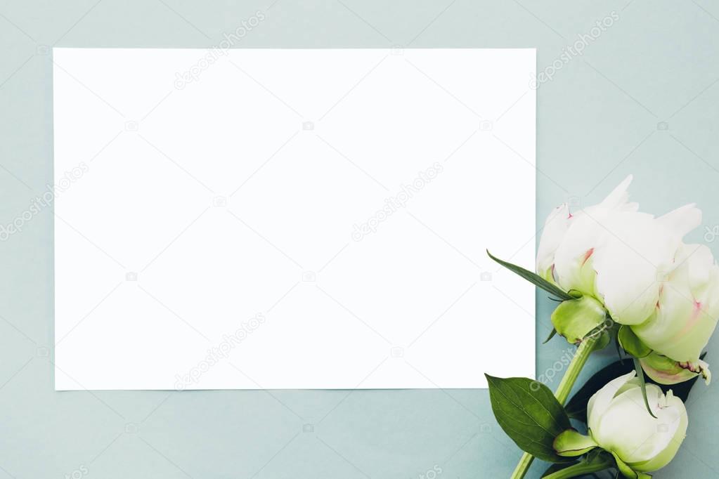 flat lay Peonies flowers and blank white sheet on blue background, top view. mock up