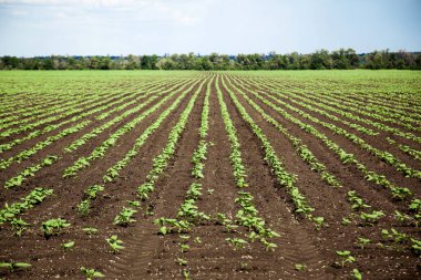 Güneşli yaz gününde genç ayçiçeği alanının satır