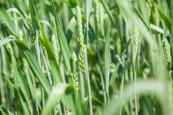Na slunečný letní den pole Zelená pšenice — Stock fotografie