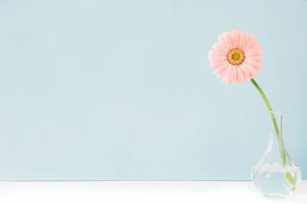 Rosa Blumen in der Vase auf dem Tisch auf blauem Hintergrund. Raum für Text — Stockfoto