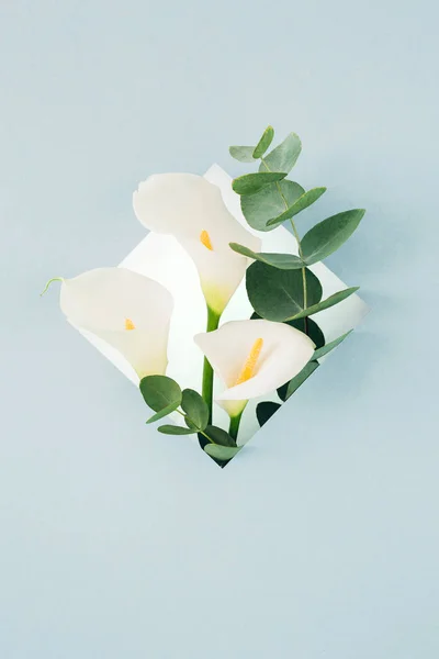 bouquet of white callas and eucalyptus in  frame on blue background