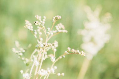 Yaz gününde beyaz kır çiçekleri