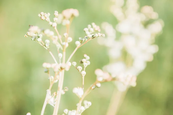Bílé květy v letním dni — Stock fotografie