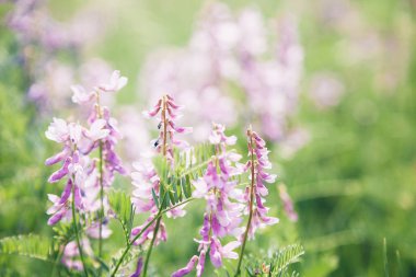 Güneşli yaz gününde güzel leylak kır çiçekleri