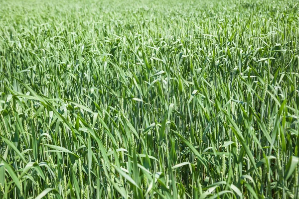 Grünes Weizenfeld an sonnigen Sommertagen — Stockfoto